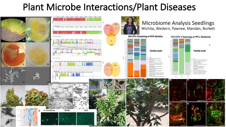 Images from plant-microbe interactions, including plant diseases and microbiome studies.