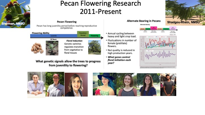 Pecan flowering research focus.