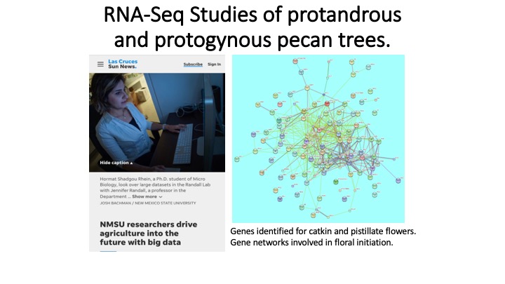 Gene Expression studies of protandrous and protogynous pecan trees.