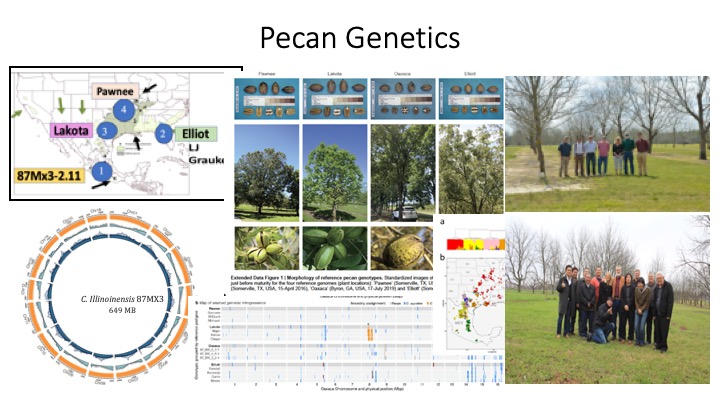 Collaborative efforts determining the genetic diversity of pecan trees.