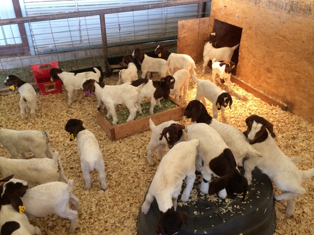 market goats images