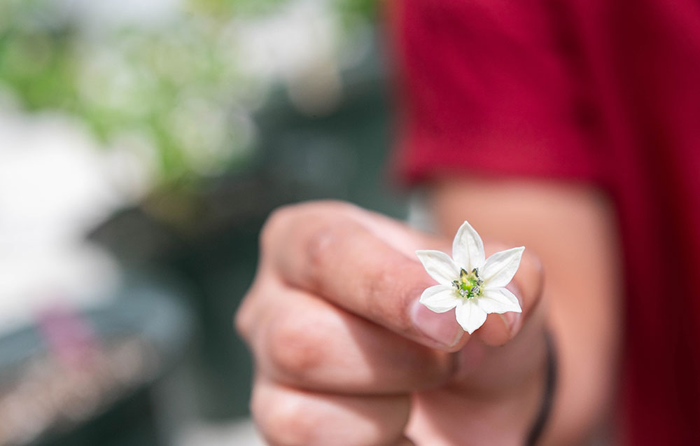 Image of person holding a small flower