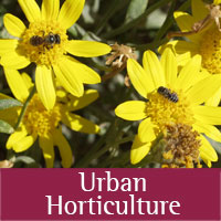 Horticulture at Eddy County