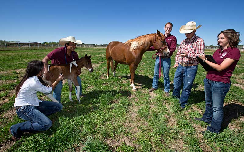 students working with horses