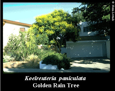 Evergreen Trees  Shrubs on Image Of Golden Rain Tree