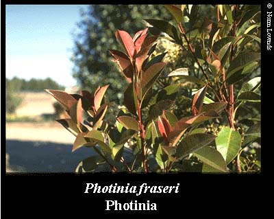 Evergreen Trees  Shrubs on Nmsu  Low Water Use Landscape Plants For The Southwest   Photinia