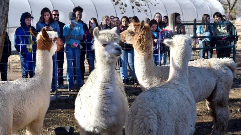 Young children looking at llamas
