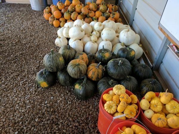 Pumpkin Harvest Fall 2017