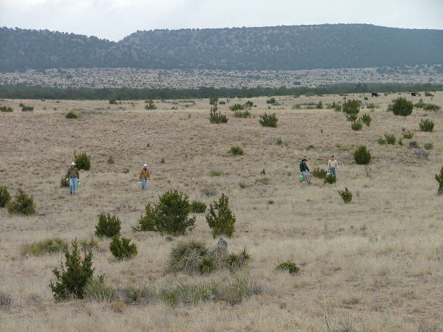 Students treating young juniper with Velpar