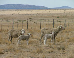 Image of two range ewes with newborn lambs