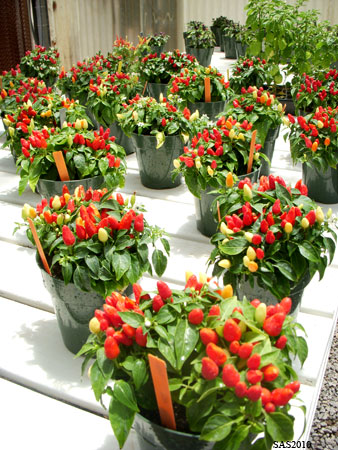 Image of ...Chili Plants in the Greenhouse
