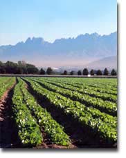 Picture of Crops