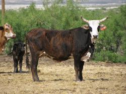 Image of bull test