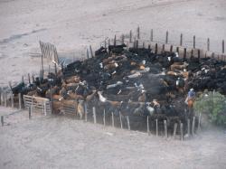 Image of bulls in pen