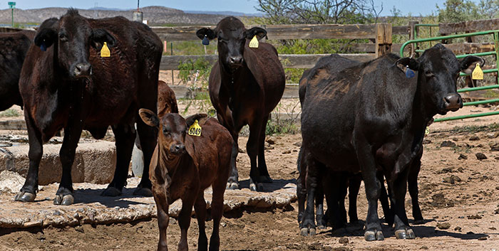 NMSU Extension Animal Science and Natural Resources