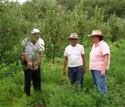 Image Talking GAPs in apple orchard with Fred Martinez and Ed Costanza; Velarde, NM