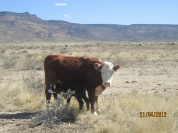 Image of steer on the range in New Mexico