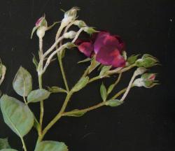 Image of powdery mildew on rose