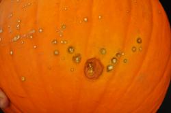 Image of bacterial leaf spot on pumpkin fruit