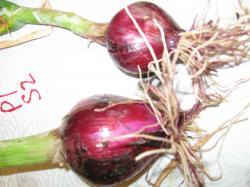 Image of pink root on onions