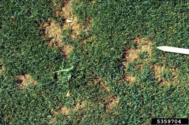 Irregular sunken patches of turfgrass infected with Pythium. Photo courtesy of William M Brown Jr bugwood.org
