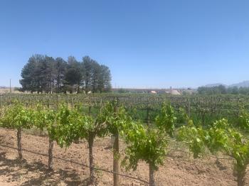 Image of the Vineyard at Fabian Garcia Research Center