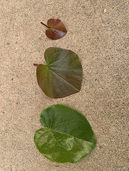 Image of leaves in different sizes and colors