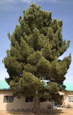 Image of Afghan pine tree