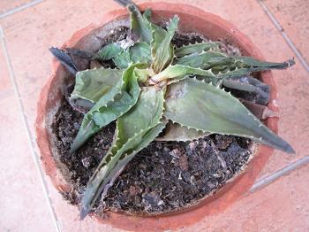 Image of a dying aloe plant