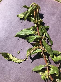 Image of a tree stem infested with aphids