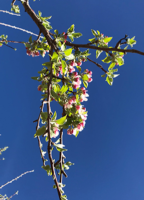 Image of apple blossoms