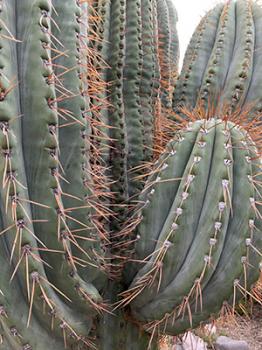 Image of an Argentine saguaro