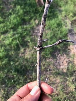 Image of an ash tree twig