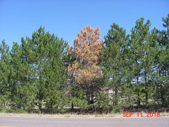 Image of Austrian pines where one tree has been attacked by the pine sawyer beetle