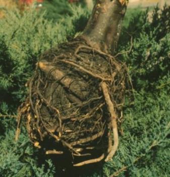 Image of a rootball on a Arizona Cypress tree