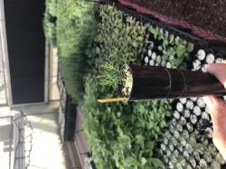 Image of baby conifer seedling