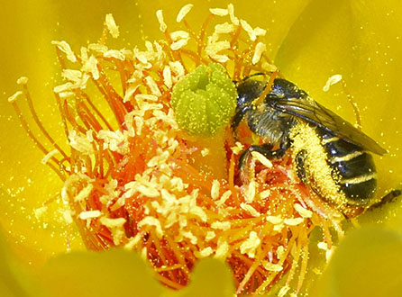 Image of a bee inside a yellow cactus flower