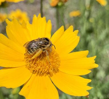 Image of a bee on top of a yellow coreopsis flower