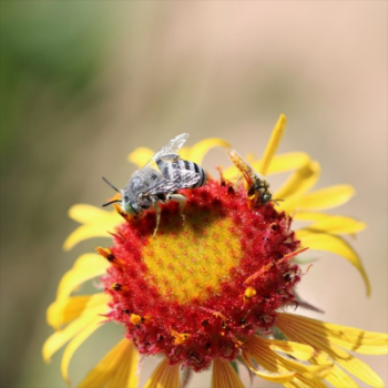 Image of two bees on yellow flower