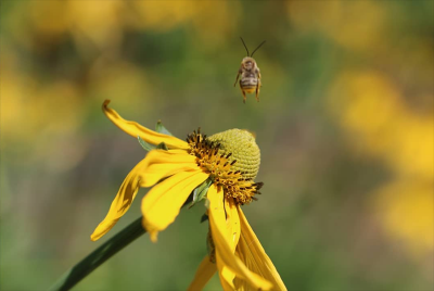 Image of a bee near a yellow flower