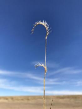 Image of Blue Grama, the state grass of New Mexico