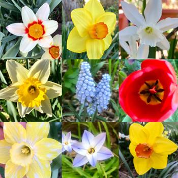 Several pictures of colorful bulb flowers