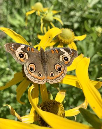 Image of a brown-orange butterfly sitting on a yellow coneflower