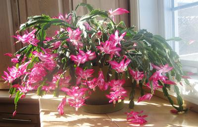 Image of pink flowers on a Christmas cactus