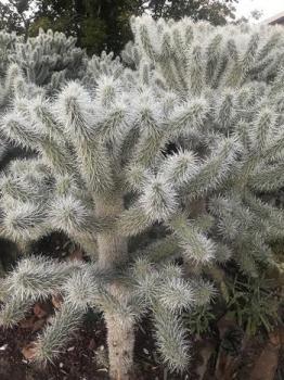 Image of Cane Cholla cactus