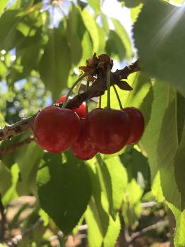 Image of red cherries on the tree