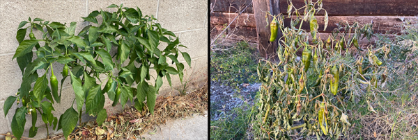 Image of chile pepper plants affected by weather