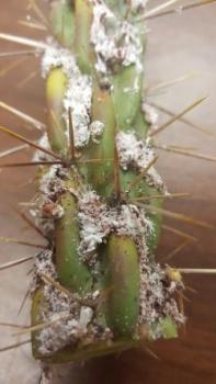Image of Cholla cactus with waxy white clumps