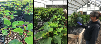 Images of poinsettias and a customer surveying a poinsettia