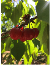 Image of cherry clusters that may be too ripe